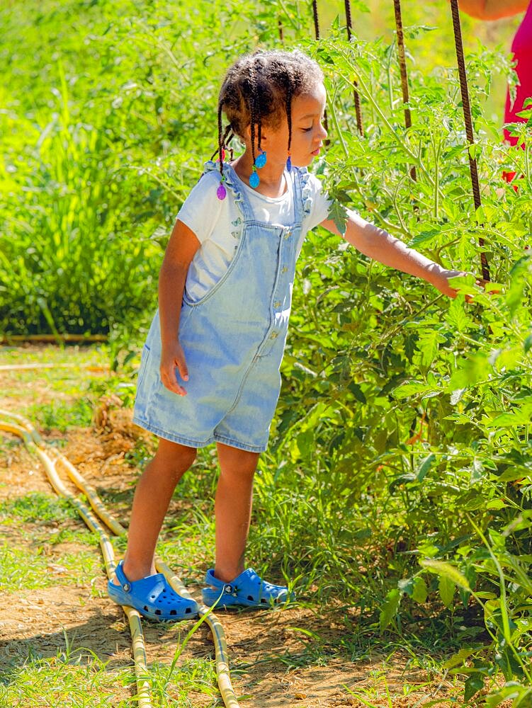 African little girl in the farm vegetable garden taking care of plants wearing denim salopette in summertime