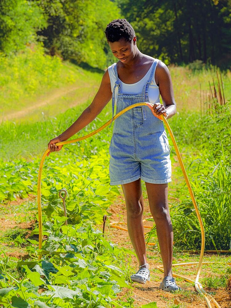 Short haired young african woman watering vegetable garden with hose taking care of vegetables in the organic farm wearing denim dungarees