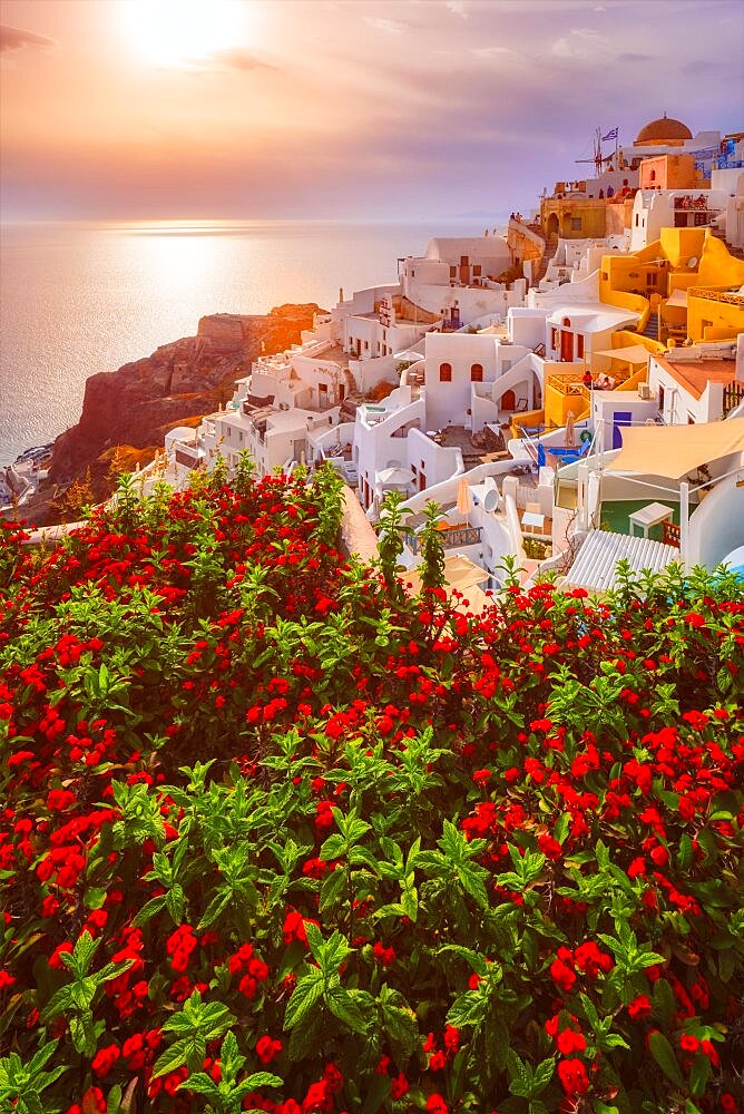 Scenic sunset over sea and picturesque Oia town on Santorini island in summer with red flowers on foreground