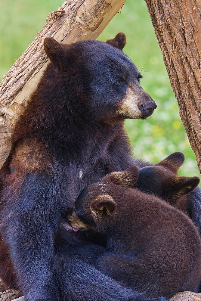 Black bear (Ursus americanus), mother suckling two young, captive