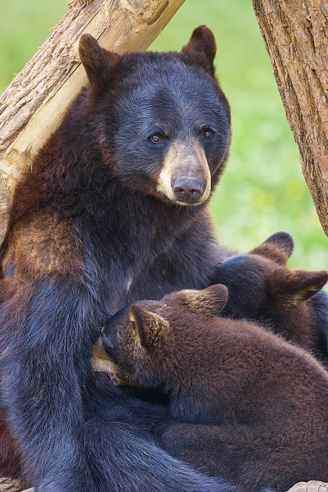 Black bear (Ursus americanus), mother suckling two young, captive