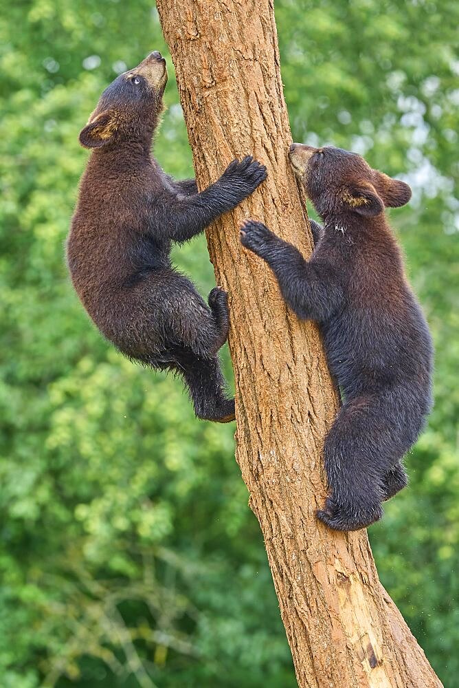 Black bear (Ursus americanus), two cub climbing on tree trunk, captive