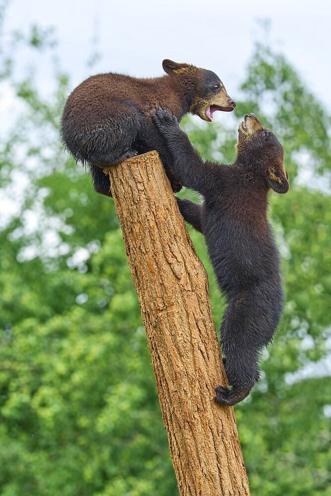 Black bear (Ursus americanus), two cub climbing on tree trunk, captive