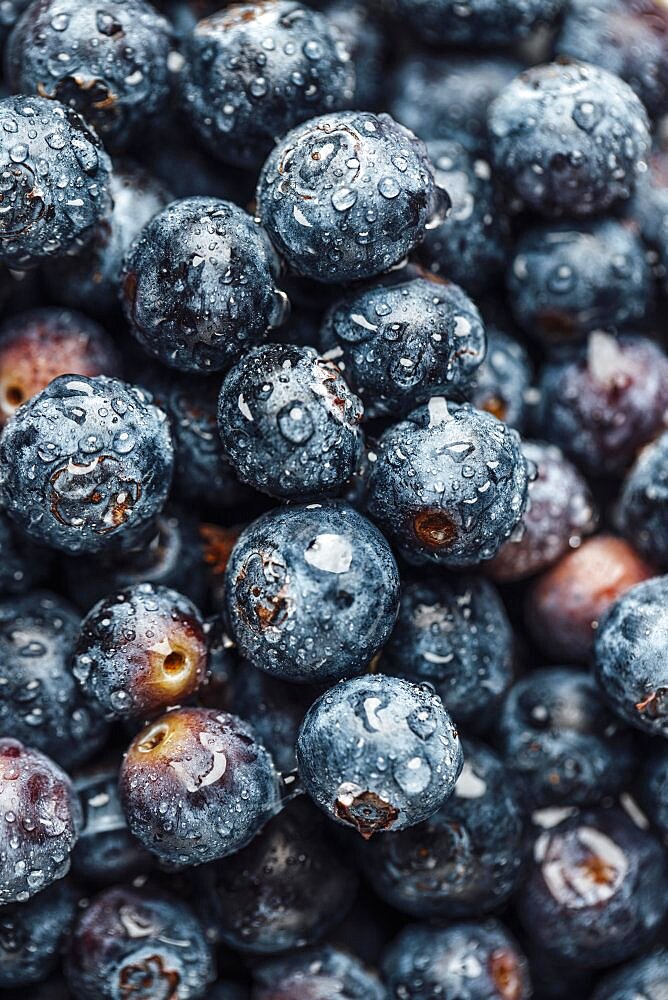 Food photography, european blueberry (Vaccinium myrtillus), blueberries with water drops, close-up