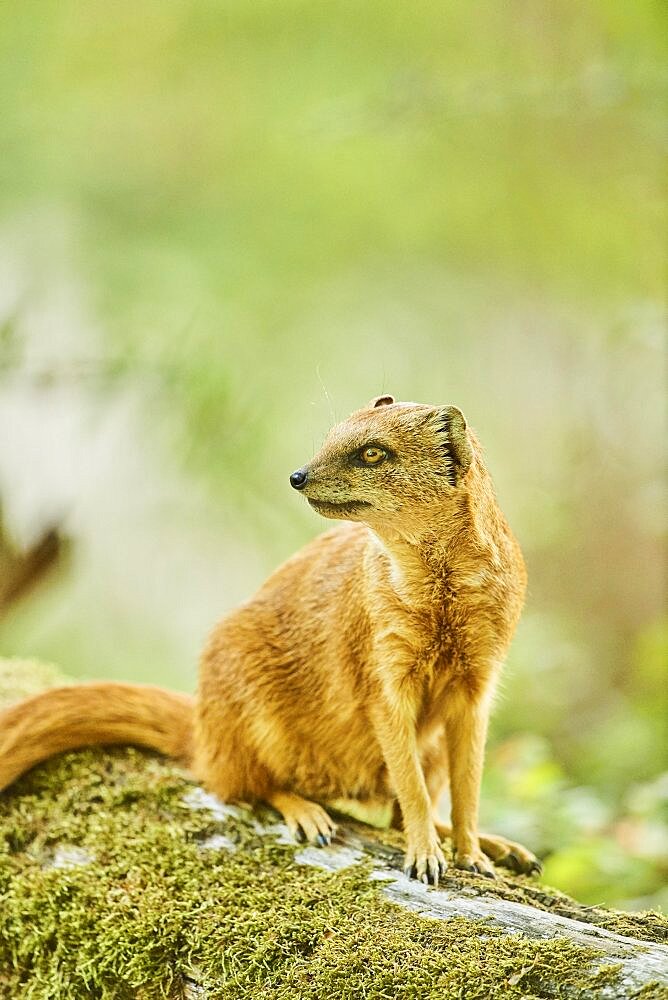 Yellow mongoose (Cynictis penicillata) sitting on the ground, Bavaria, Germany, Europe