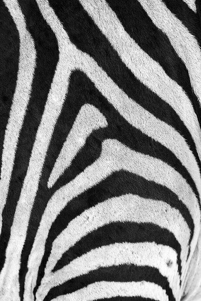 Zebra black and white stripes pattern displays in a vertical texture, fur, and hair in a closeup image. The close-up is from the shoulder in B&W. Hwange National Park, Zimbabwe, Africa