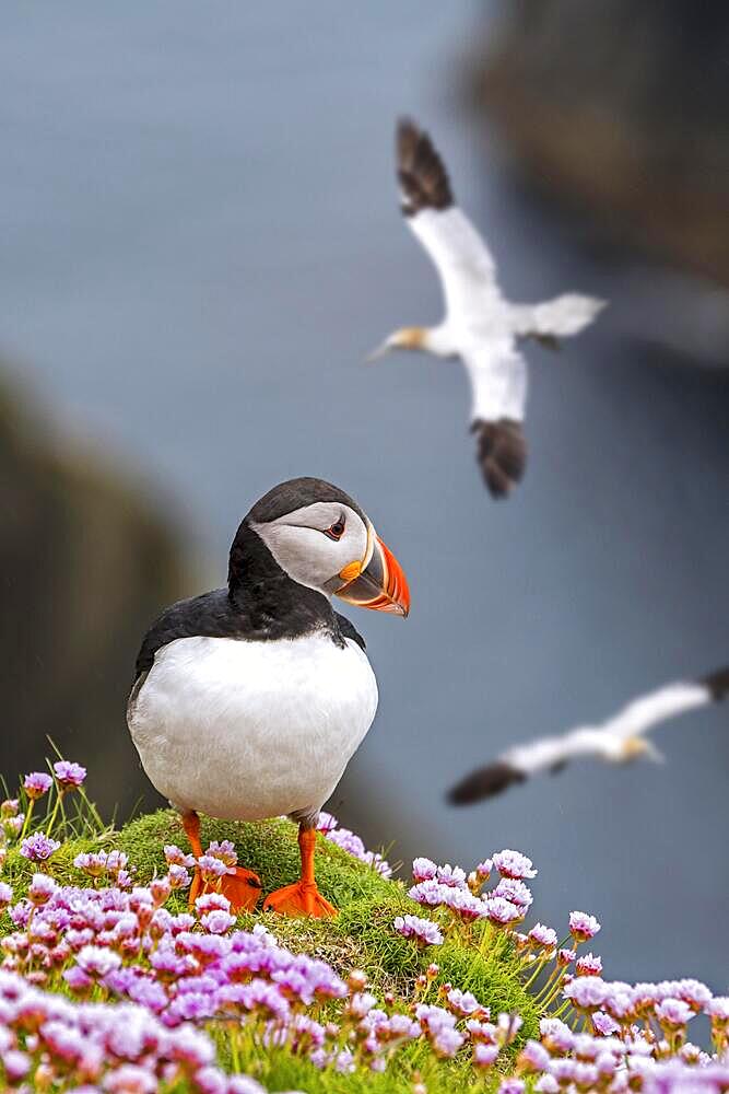 Atlantic puffin (Fratercula arctica) on sea cliff top and flying gannets in seabird colony, Shetland Islands, Scotland, UK