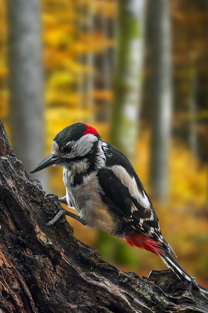 Great spotted woodpecker (Dendrocopos major), greater spotted woodpecker male hammering on tree stump in autumn forest