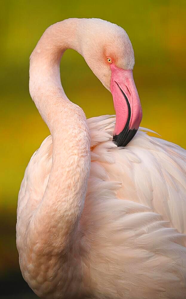 Greater flamingo (Phoenicopterus ruber roseus), captive, animal portrait, plumage care, Germany, Europe