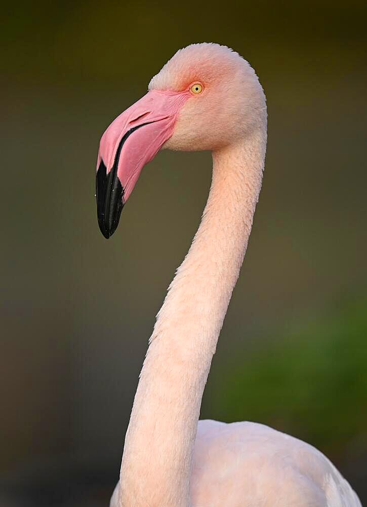 Greater flamingo (Phoenicopterus ruber roseus), captive, animal portrait, Germany, Europe