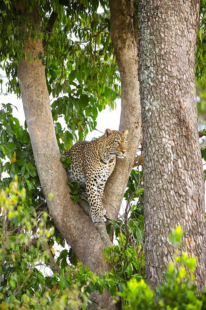 Leopard (Panthera pardus) female, Kenya, Masai Mara, Africa