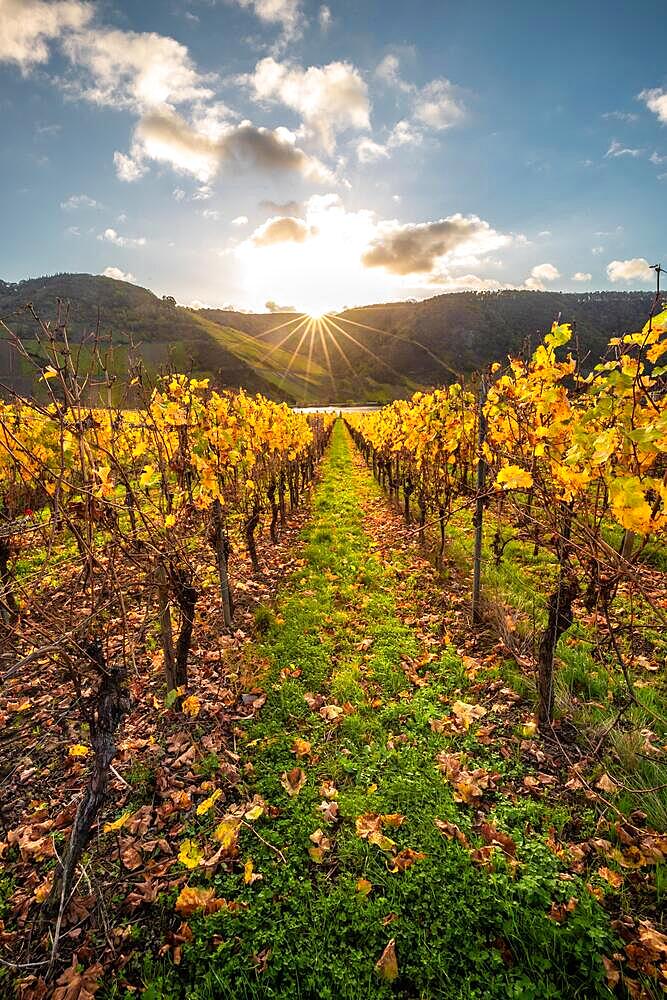 Autumn vineyards on the Moselle river, beautiful sunrise on a vantage point, in the valley lies Piesport, Germany, Europe