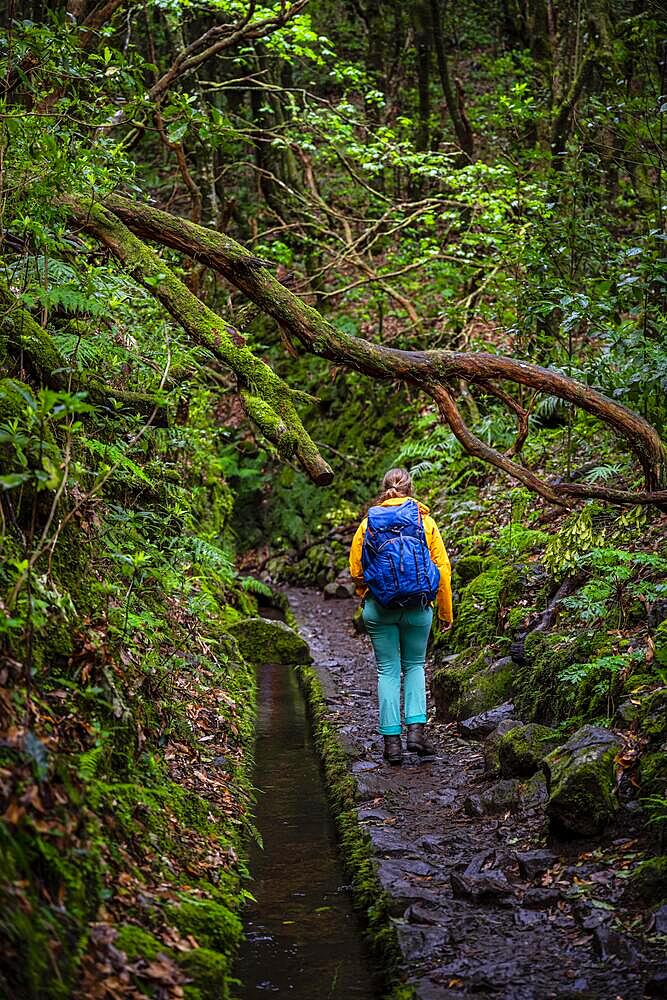 Hiker on a Levada, PR9 Levada do Caldeirao Verde, Madeira, Portugal, Europe