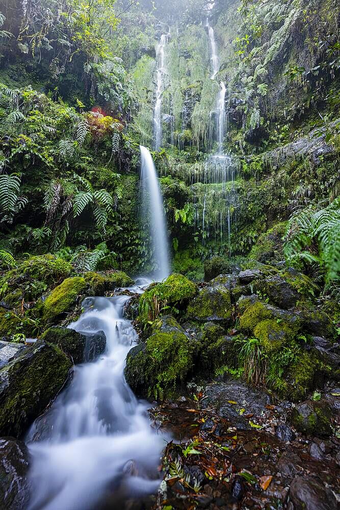 Waterfall, fern on cliff in jungle, PR9 Levada do Caldeirao Verde, Madeira, Portugal, Europe