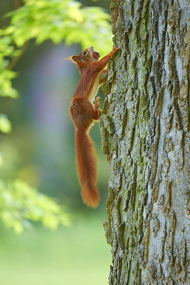 Eurasian red squirrel (Sciurus vulgaris), climbing a tree in a park, spring, Germany, Europe