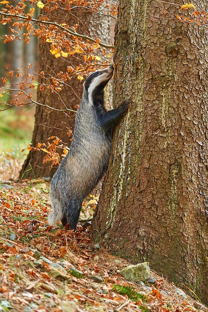 European badger (Meles meles), standing on the tree looking for food, autumn