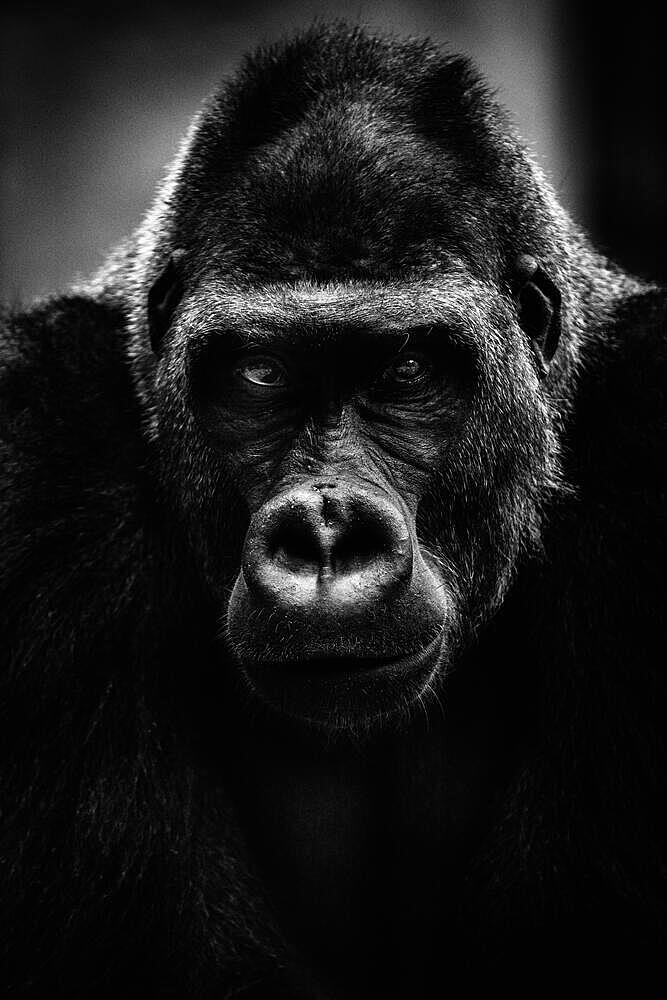 Gorillas (Gorilla) portrait, Munich, Bavaria, Germany, Europe