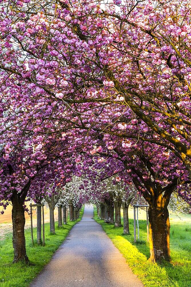 A beautiful alley with blooming pink and white cherry trees in spring in the morning sun, Rhine-Neckar-region, Baden-Wuerttemberg, Germany, Europe