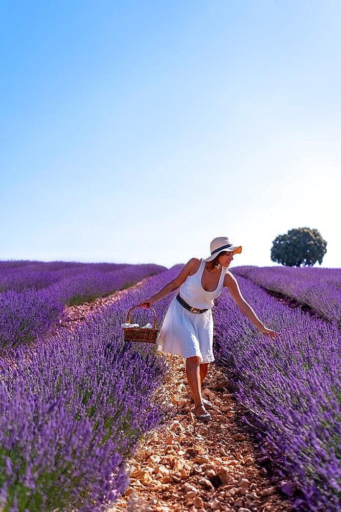 Lifestyle, a woman in a summer lavender field picking flowers, walking in the countryside