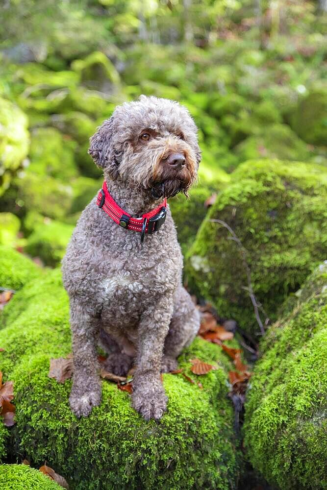 Lagotto Romagnolo outdoor, bitch, truffle dog, Austria, Europe