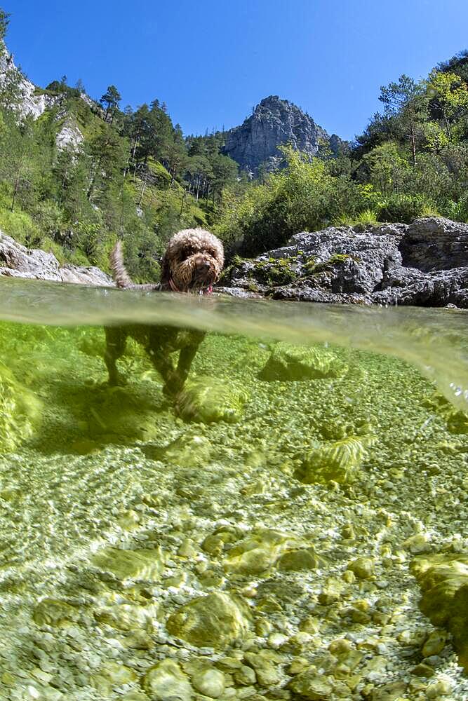 Lagotto Romagnolo mountain stream of the Oetschergraeben, bitch, truffle dog, Austria, Europe