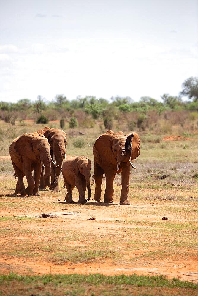 Herd of elephants in the savannah of East Africa, red elephants in the gene of Tsavo West National Park, Kenya, Africa