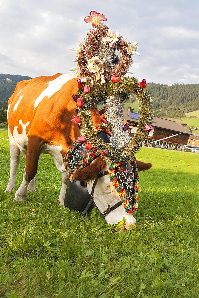 Cattle (Bos taurus), Almabtrieb, Niederau, Austria, Europe