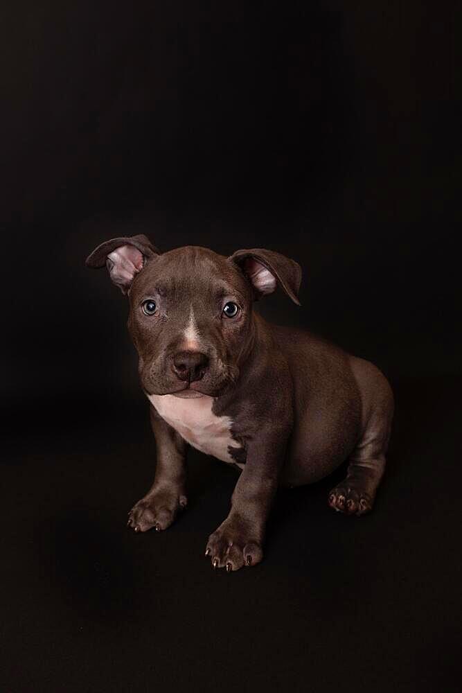 Puppy American Pit Bull Terrier sit on black background in studio