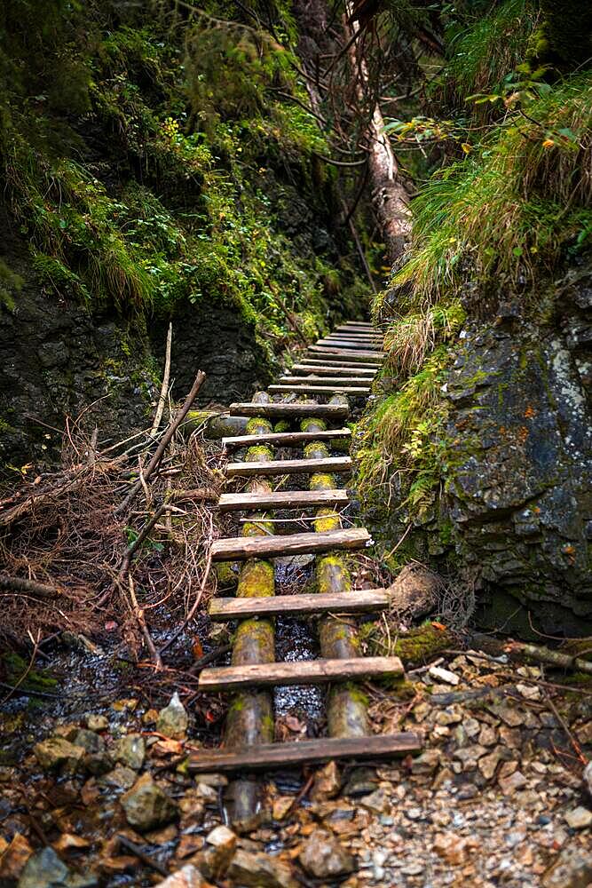 Wooden ladders over the stream in the gorges of the Slovak Paradise. Slovakia, Slowacki Raj National Park, Slovakia, Europe