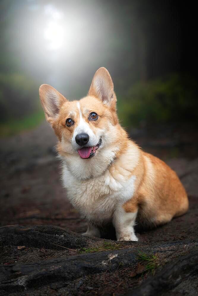 A happy Welsh Corgi Pembroke dog sits in the woods during the gloomy fall weather. A dog in the mountains