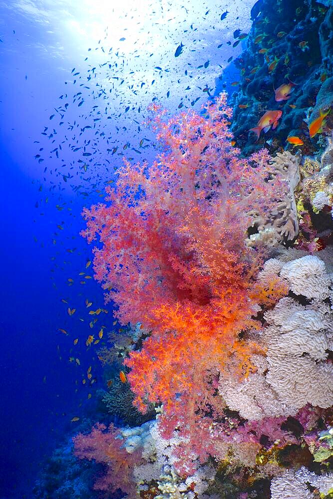 Hemprichs tree coral (Dendronephthya hemprichi), red, on steep wall. Dive site Small Brother, Brother Islands, Egypt, Red Sea, Africa