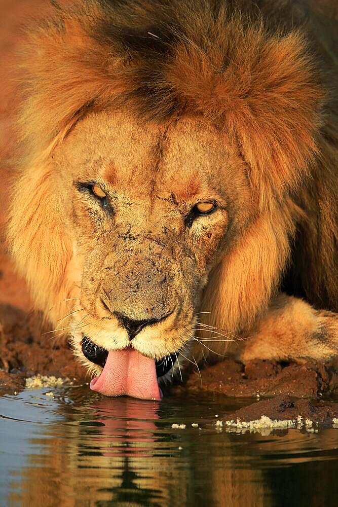 Lion (Panthera leo), adult, male, portrait, at the water, drinking, Tswalu Game Reserve, Kalahari, Northern Cape, South Africa, Africa