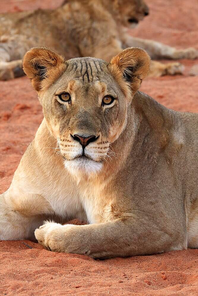 Lion (Panthera leo), adult, female, alert, portrait, Tswalu Game Reserve, Kalahari, Northern Cape, South Africa, Africa