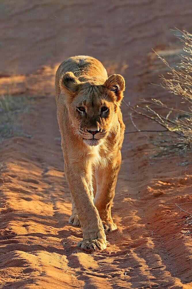 Lion (Panthera leo), adult, female, alert, running, Tswalu Game Reserve, Kalahari, Northern Cape, South Africa, Africa