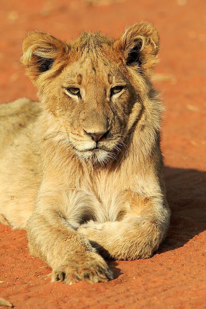 Lion (Panthera leo), young, alert, resting, portrait, Tswalu Game Reserve, Kalahari, Northern Cape, South Africa, Africa