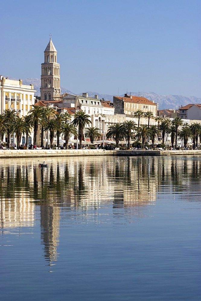 Bell tower of St. Domnius Cathedral with palm trees on the promenade by the sea and reflection in the sea, Split, Dalmatia, Croatia, Europe