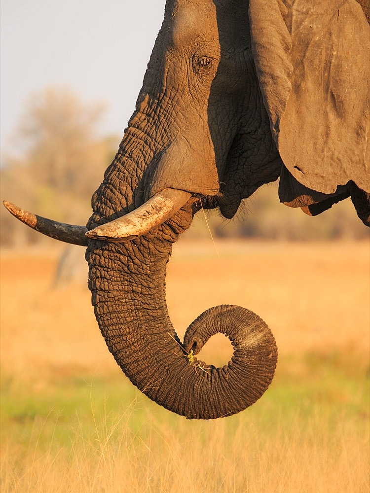 Elephant bull (Loxodenta africana) portrait side view of his head, tusks, trunk, eyes, and ears. Face is lit by warm sunset colours. Okavango Delta, Botswana, Africa