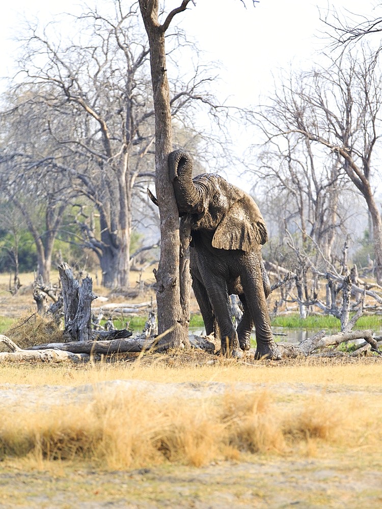 Elephant bull (Loxodenta africana) rubs his head on a tree trunk, leans to the left. Okavango Delta, Botswana, Africa