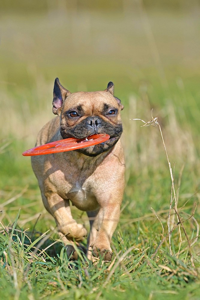 French Bulldog dog playing fetch with a flying disc toy