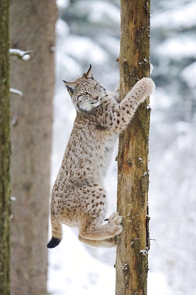 Eurasian lynx (Lynx lynx) climbing a tree, forest, Bavaria, Germany, Europe