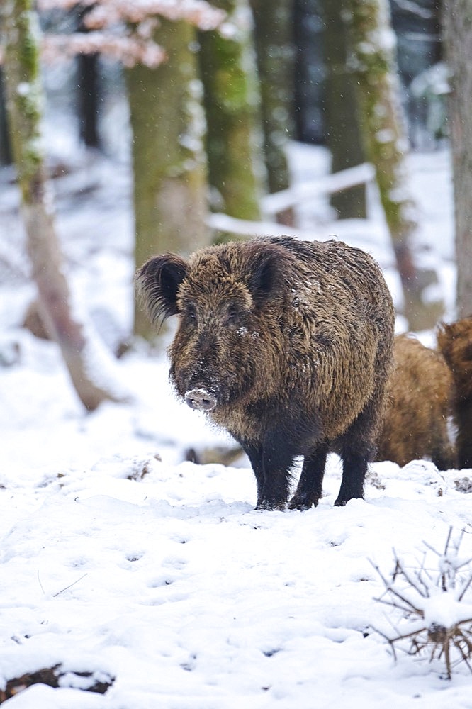 Wild boar (Sus scrofa) in a forest in winter, snow, Bavaria, Germany, Europe