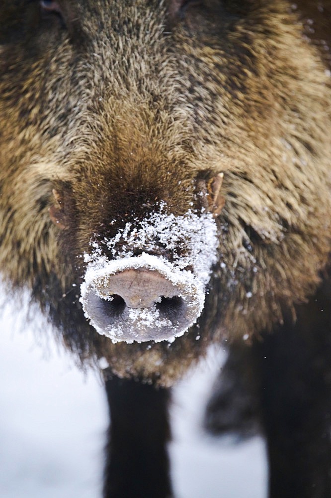 Wild boar (Sus scrofa) detail, nose, snow, Bavaria, Germany, Europe