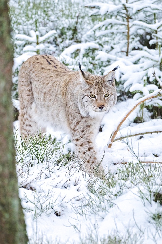 Eurasian lynx (Lynx lynx) walking in the snow, forest, Bavaria, Germany, Europe