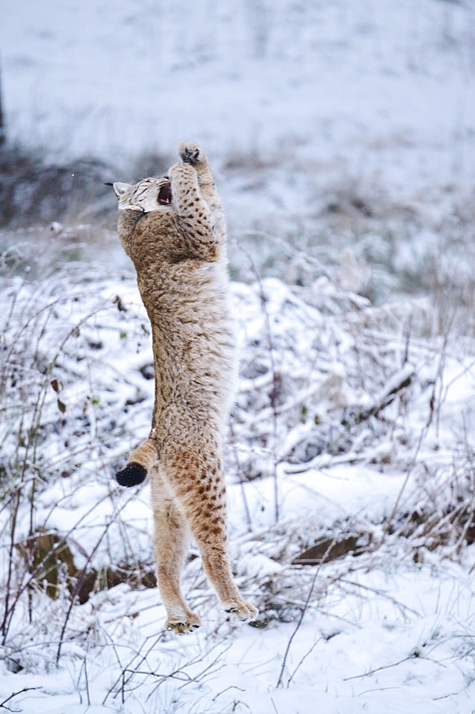 Eurasian lynx (Lynx lynx) springing in the air, snow, forest, Bavaria, Germany, Europe