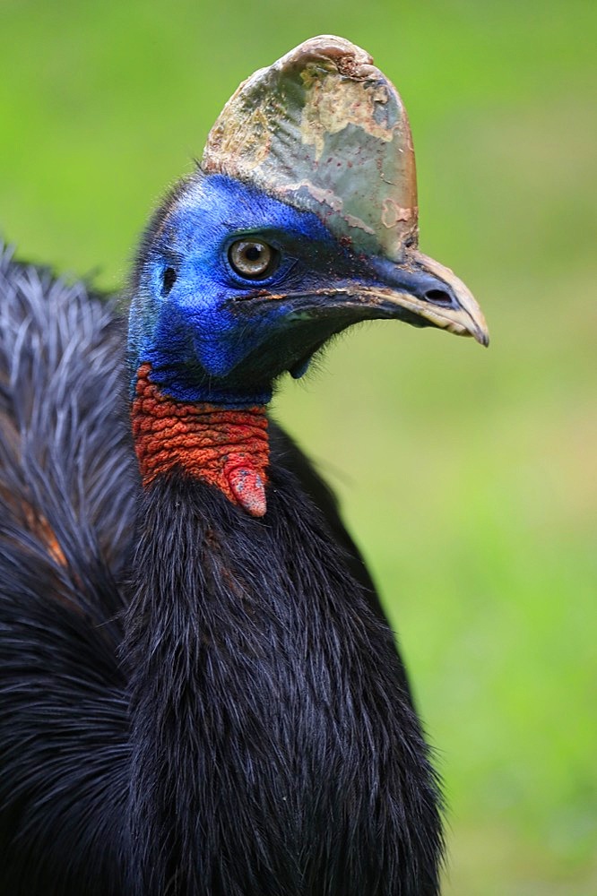 Northern cassowary (Casuarius unappendiculatus), adult, portrait, captive, Papua New Guinea, Oceania