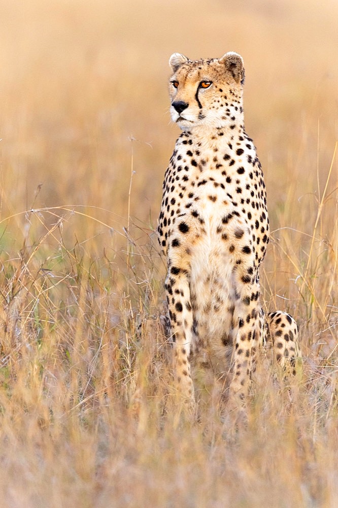 Cheetah (Acinonyx jubatus), sitting in withered grass, Masai Mara NP, Kenya, Africa