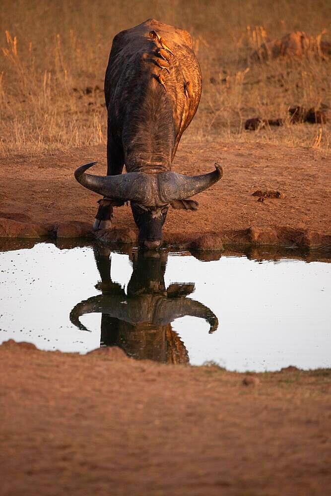 Buffalo, bubalus syncerus, water buffalo (bubalus arnee) in focus. portrait in the morning in front of a waterhole with reflection in the savannah of tsavo national park, Kenya, Africa