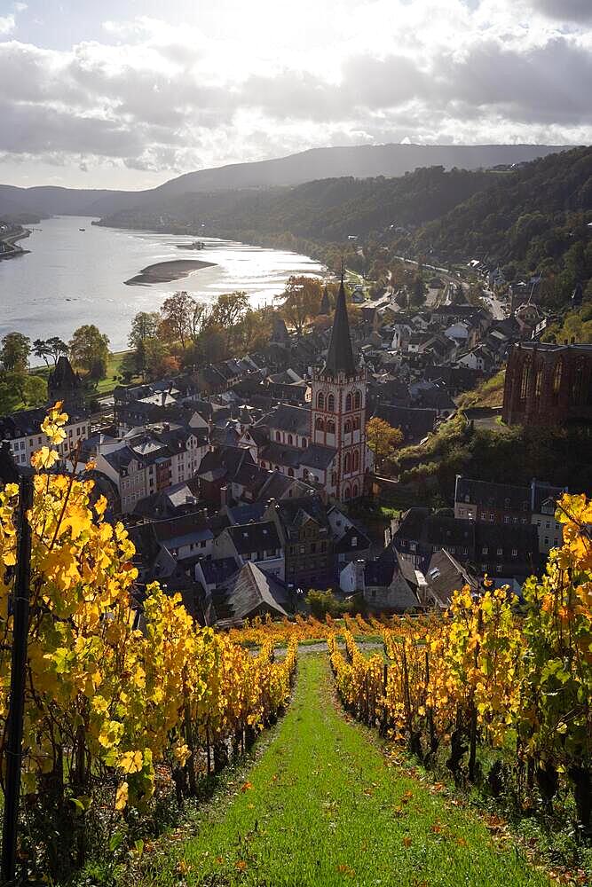 Vineyards in autumn on the river Rhine, taken in the morning with a view of the old town of Bacharach, Germany, Europe