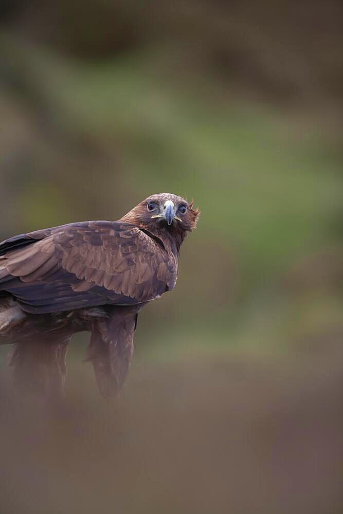 Golden eagle (Aquila chrysaetos) adult bird on a heather moorland, England, United Kingdom, Captive, Europe