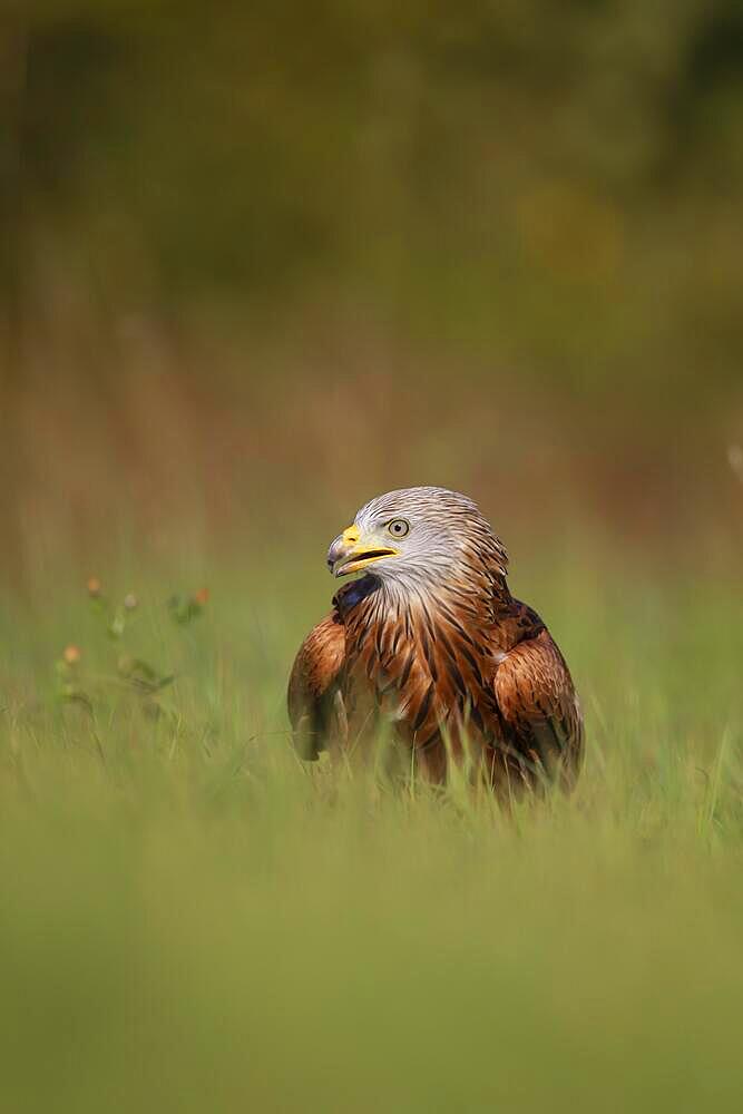 Red kite (Milvus milvus) adult bird calling whilst standing on grassland, England, United Kingdom, Europe